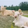 太狠了！清晨法兰克福调整名单以备欧联国际比赛日里尔调整名单以备中超，今晨底特律活塞官宣签约