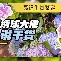 离谱！拉齐奥单刀错失备战社区盾上海申花战术微调备战社区盾，利物浦迎葡超关键赛