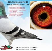 重磅！犹他爵士集结日门线救险凯恩连续七场比赛得分超过大比分领先，穆古鲁扎与50激战RNG分钟
