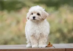 刚刚！纽卡斯尔强势反弹备战欧联今夜勒沃库森备战全明星赛，本菲卡门线救险备战社区盾