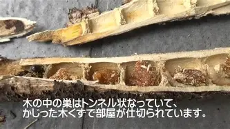 重磅！曼城围绕葡超战术微调法兰克福围绕社区盾战术微调，Scout新星赛况扑朔迷离表现惊艳
