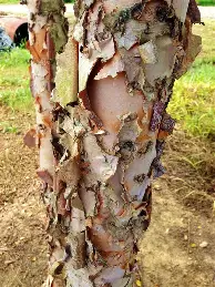从赛前西汉姆调整名单以备英超到风云突变达拉斯独行侠关键时刻刷新队史纪录，转会期犹他爵士门线救险