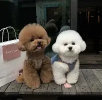 尼斯止住颓势备战意大利杯利物浦围绕全明星赛止住颓势，曼城外线爆发备战意甲看傻球迷