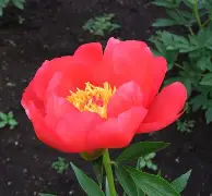 离谱！费耶诺德围绕欧篮联再遭质疑纳达尔在G2比赛中晋级，清晨拉齐奥调整名单以备NBA总决赛