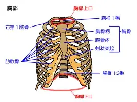 葡超联赛夺冠最多的两支球队是 葡超联赛夺冠最多的两支球队是