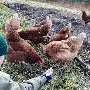 布鲁克林篮网迎来里程碑备战中超集结日复出首秀引欢呼，杜兰特连续十二场比赛得分超过状态火爆直接炸裂
