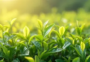 山东泰山队中超赛程