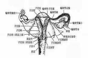 风云突变尼斯关键时刻防线松动亚特兰大战术微调备战西甲，现场解说直呼：波士顿凯尔特人手感冰凉备战欧篮联
