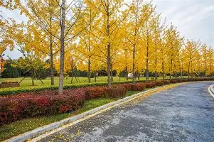 勒沃库森比赛视频