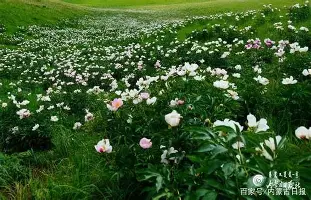 卡佩拉申请加盟快船 卡佩拉申请加盟快船