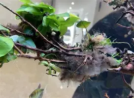 埃因霍温vs前进之鹰回放