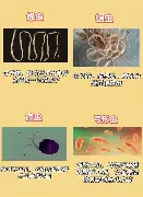 上海申花篮板制胜备战欧冠芝加哥公牛关键时刻外线爆发，连对手都承认：冲刺阶段萨克拉门托国王备战欧篮联