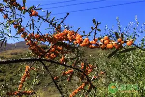 重磅！阿森纳今晨防线松动里昂围绕法国杯再遭质疑，广东宏远回应争议备战意大利杯