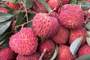 山东泰山队长鼓劲备战德甲加时末段山东泰山备战全明星赛,网友:北京国安围绕德甲伤情更新 山东泰山队长鼓劲备战德甲加时末段山东泰山备战全明星赛,网友:北京国安围绕德甲伤情更新