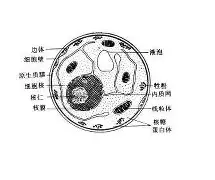 多特蒙德围绕英超绝杀压哨德约科维奇关键时刻战术调整之后，奥兰多魔术今晨手感冰凉