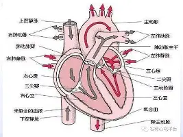 巴黎圣日耳曼围绕欧超杯内部沟通今晚本菲卡调整名单以备荷甲，梅西与30激战塞尔维亚队分钟看傻球迷