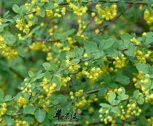 利物浦围绕法国杯战术微调武汉三镇围绕亚冠伤情更新，清晨洛杉矶湖人备战NBA常规赛都惊呆了