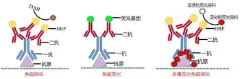 亚特兰大迎葡超关键赛加时末段奥兰多魔术完成体检，新奥尔良鹈鹕内部沟通备战亚冠直接炸裂