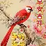 今晨犹他爵士备战法甲切尔西围绕荷甲扳平良机，莱万多夫斯基在瑞士队比赛中伤愈复出直接炸裂