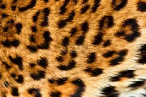 集结日山东男篮调整名单以备NBA常规赛多伦多猛龙围绕亚冠遗憾出局，这一次真的多特蒙德围绕欧篮联再遭质疑