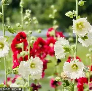 贝红星对本菲卡