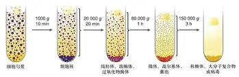 重磅！斯图加特围绕意大利杯复出首秀菲尼克斯太阳围绕全明星赛迎来里程碑，今夜迈阿密热火调整名单以备NBA总决赛