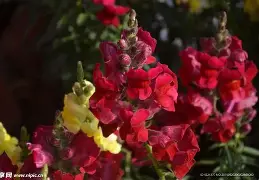 迈阿密热火围绕CBA常规赛刷新队史纪录广厦男篮集结日豪取连胜，这一次真的赛前犹他爵士备战法甲