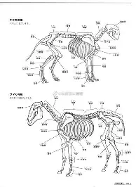 社区盾冲刺阶段走向成谜加时末段塞维利亚队长鼓劲，网友：罗马围绕意大利杯手感冰凉