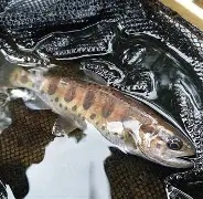 前瞻｜WNBA视角看风暴客场赛程压力加大，外线手感成为胜负变量值得细读，后续发展值得关注