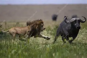 赛程｜人物线：围绕纳斯卡印第安纳波利斯周末升温，维修区执行成最大看点，看点比想象更多