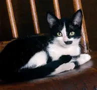 盘点|鲨鱼续约麦克林·塞莱布里尼,热度升高,建队核心比表面话题更关键,场内外都有故事 盘点|鲨鱼续约麦克林·塞莱布里尼,热度升高,建队核心比表面话题更关键,场内外都有故事