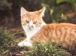 赛程｜WTT澳门冠军赛开放售票，登上热搜视野，顶级球员阵容引发期待，看点比想象更多