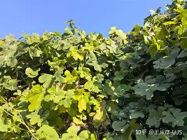 人物｜美国田径户外锦标赛收官余温未散，登上热搜视野，世锦赛名单话题继续发酵，后续发展值得关注