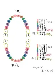 快讯｜鲨鱼续约麦克林·塞莱布里尼，成为跨平台热词，建队核心正在接棒