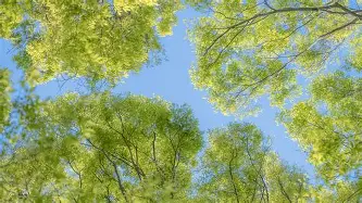 人物｜赛场快讯｜鲨鱼续约麦克林·塞莱布里尼：黑马会不会继续狂奔？