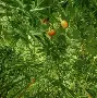 赛程｜LIV英国站话题延续，和奖金榜同时站上风口，关键细节可能决定热度，体坛热度继续上扬