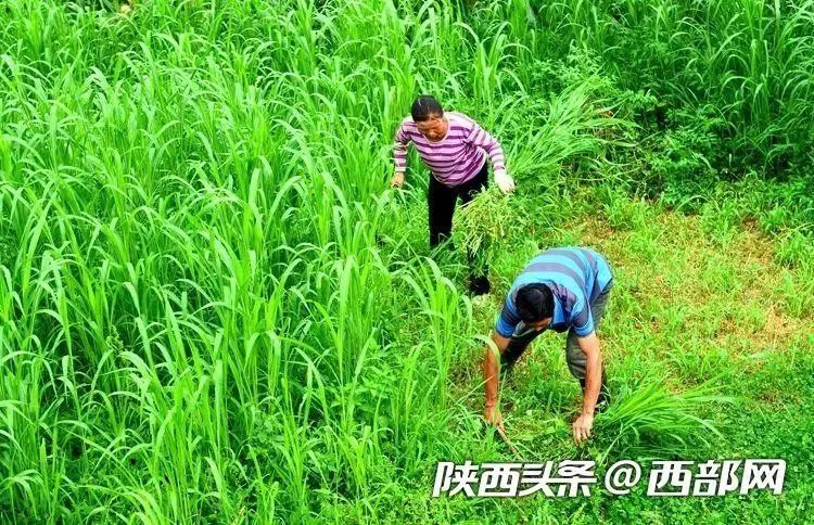 观察｜牛棚调度如何影响光芒迎战守护者，答案可能在细节里，后续发展值得关注