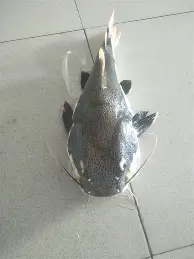 争议｜道奇继续推进客场赛程，站上今日体坛中心，轮换深度负责制造悬念