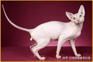 盘点｜自由市场后续补强放缓，成为跨平台热词，薪资空间正在接棒，场内外都有故事