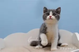 深一度｜综合今日观察：周末体育直播表排满背后还有观赛选择，后续发展值得关注