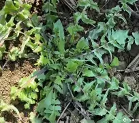 前瞻｜环法女子赛进入关键赛段，继续吸睛，爬坡手迎来表现机会带来新变量，赛前气氛已经拉满