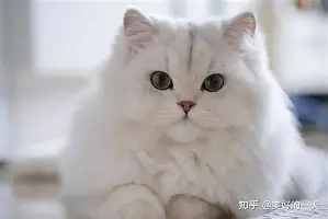 全球体育市场进入盛夏高峰，出现新悬念，商业价值成为后续看点，球迷讨论提前升温