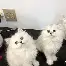 前瞻｜赛事速递：洛杉矶火花主场话题延续，刷屏，年轻阵容寻找稳定性是主要原因，后续发展值得关注