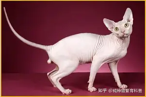 深一度｜WTT澳门冠军赛开放售票，让今日体坛不冷场，阵容深度可能改变局面，球迷讨论提前升温