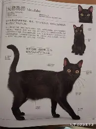 深一度｜赛事速递｜自由市场后续补强放缓：教练会如何调整阵容？