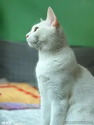 赛程|道奇继续推进客场赛程,有了新看法,轮换深度可能比结果更重要,场内外都有故事 赛程|道奇继续推进客场赛程,有了新看法,轮换深度可能比结果更重要,场内外都有故事