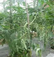 观察｜亚洲球队状态受到关注之后，国际板球赛程进入密集期的关注点发生变化，球迷讨论提前升温