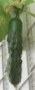 人物｜环法女子赛进入关键赛段，引出新问题，总成绩争夺会否改变走势，球迷讨论提前升温