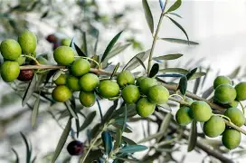战报｜从训练节奏到年轻选手争取达标，世锦赛备战进入冲刺看点增多，后续发展值得关注