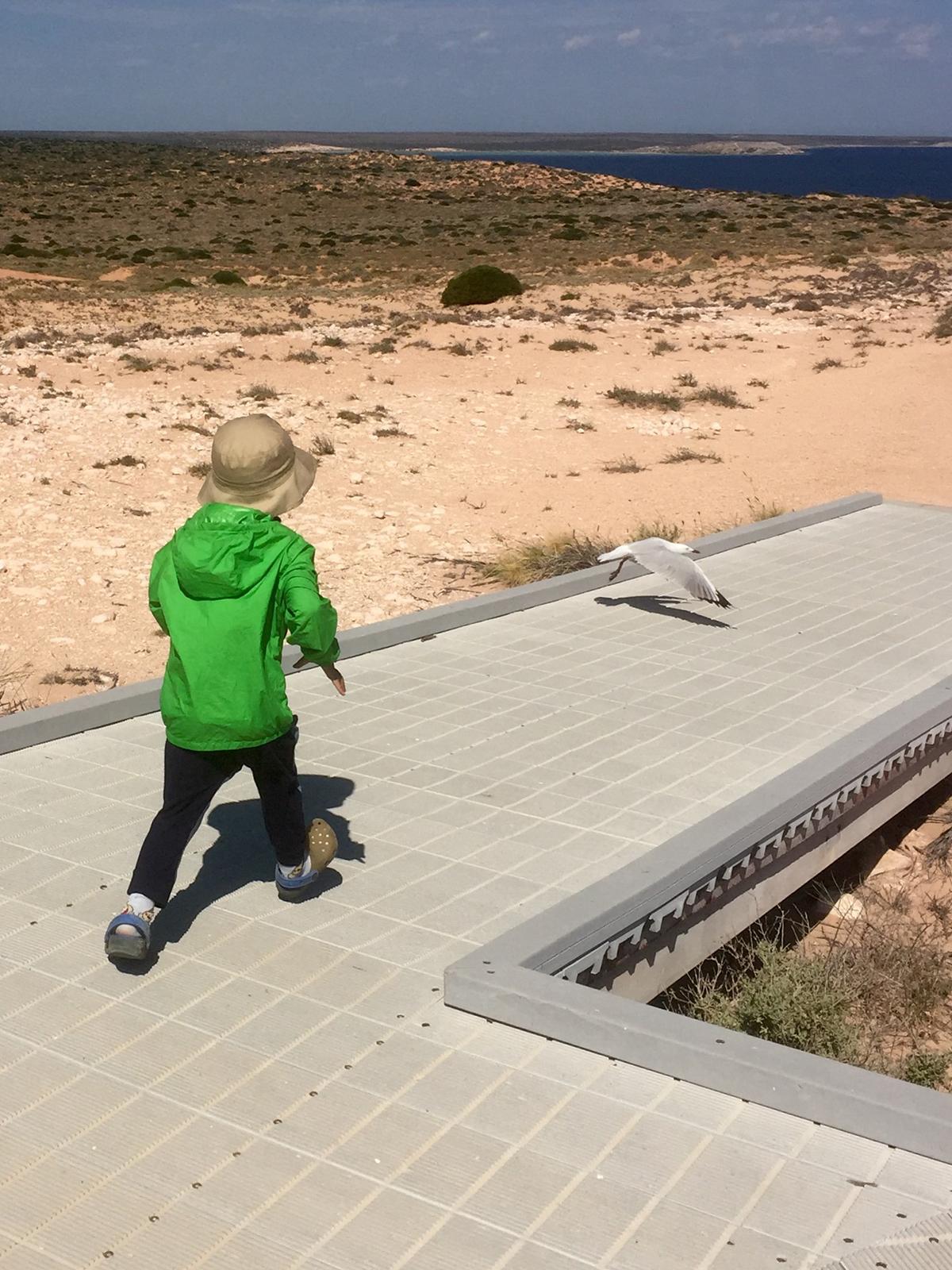 观察｜五年大合同引爆联盟讨论，鲨鱼续约麦克林·塞莱布里尼关注度走高，关键词已经很清楚